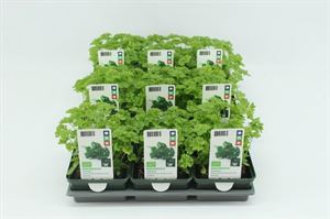 Bild von Peterselie Krul